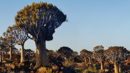 Paleo-climate simulations of Namibia’s quiver tree populations show significant range shift over past 22 000 y